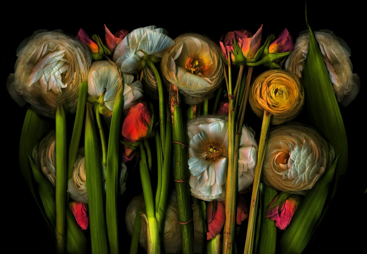  od Antonius Antonius