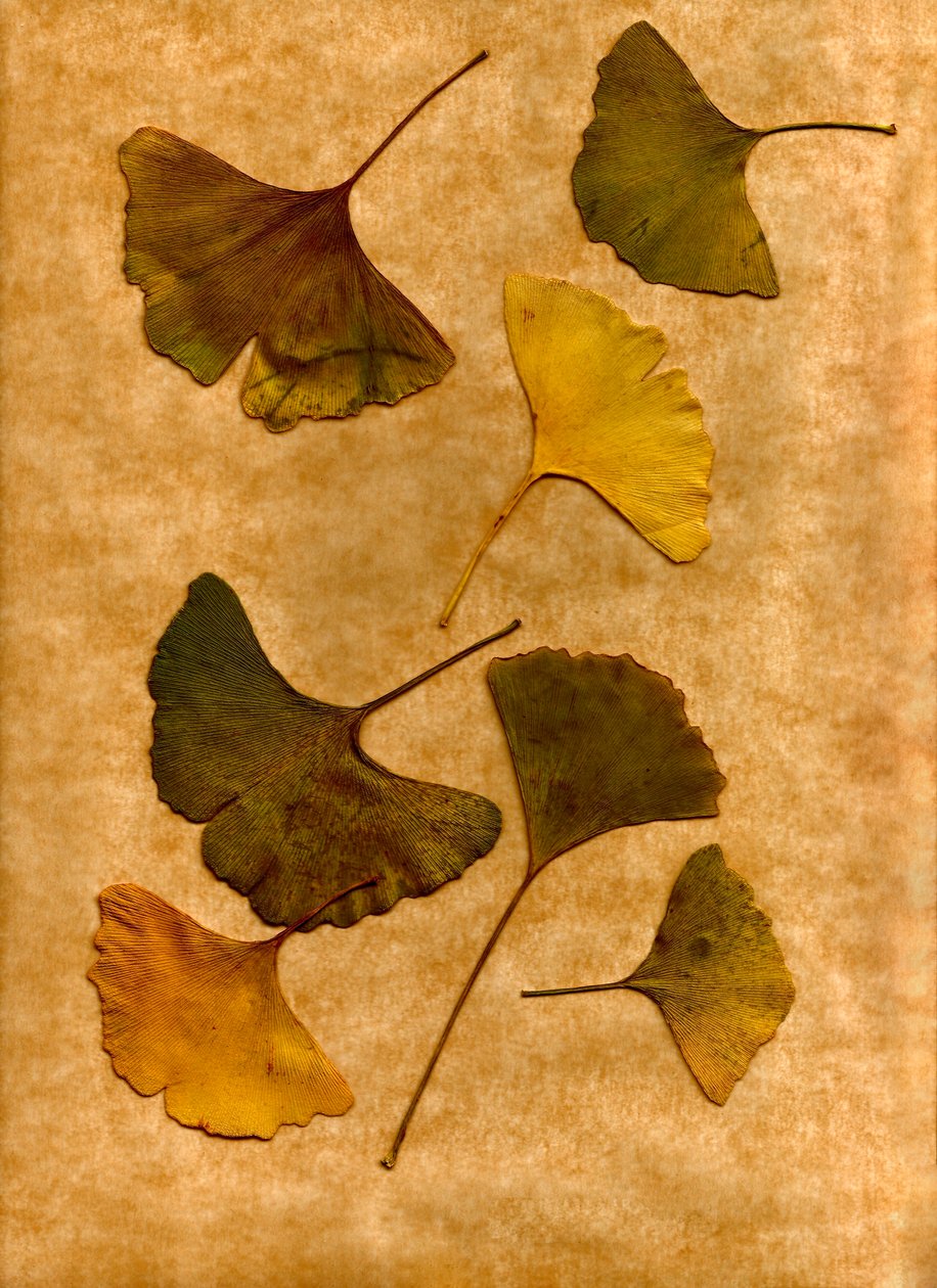  od Antonius Antonius