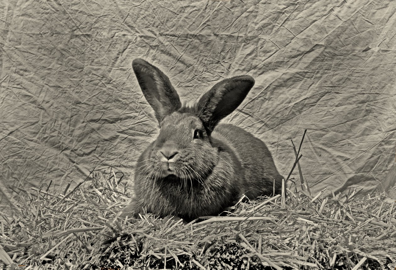  od Antonius Antonius