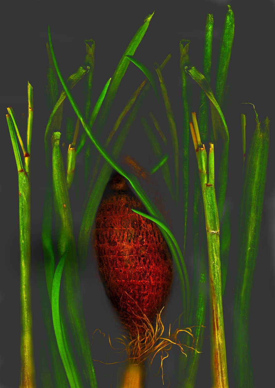  od Antonius Antonius