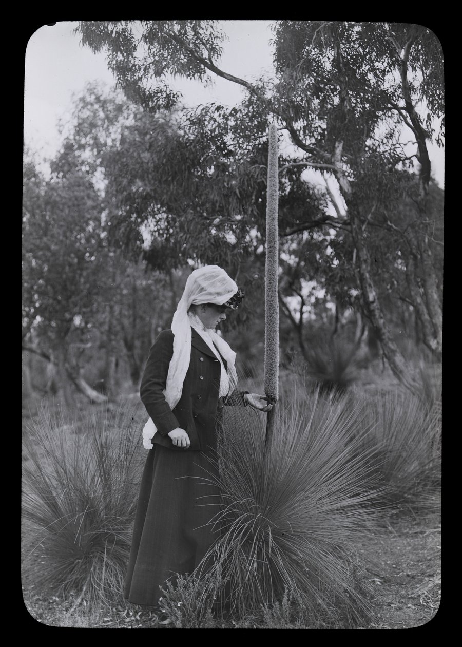 Amy a Xanthorrhoea od Archibald James Campbell