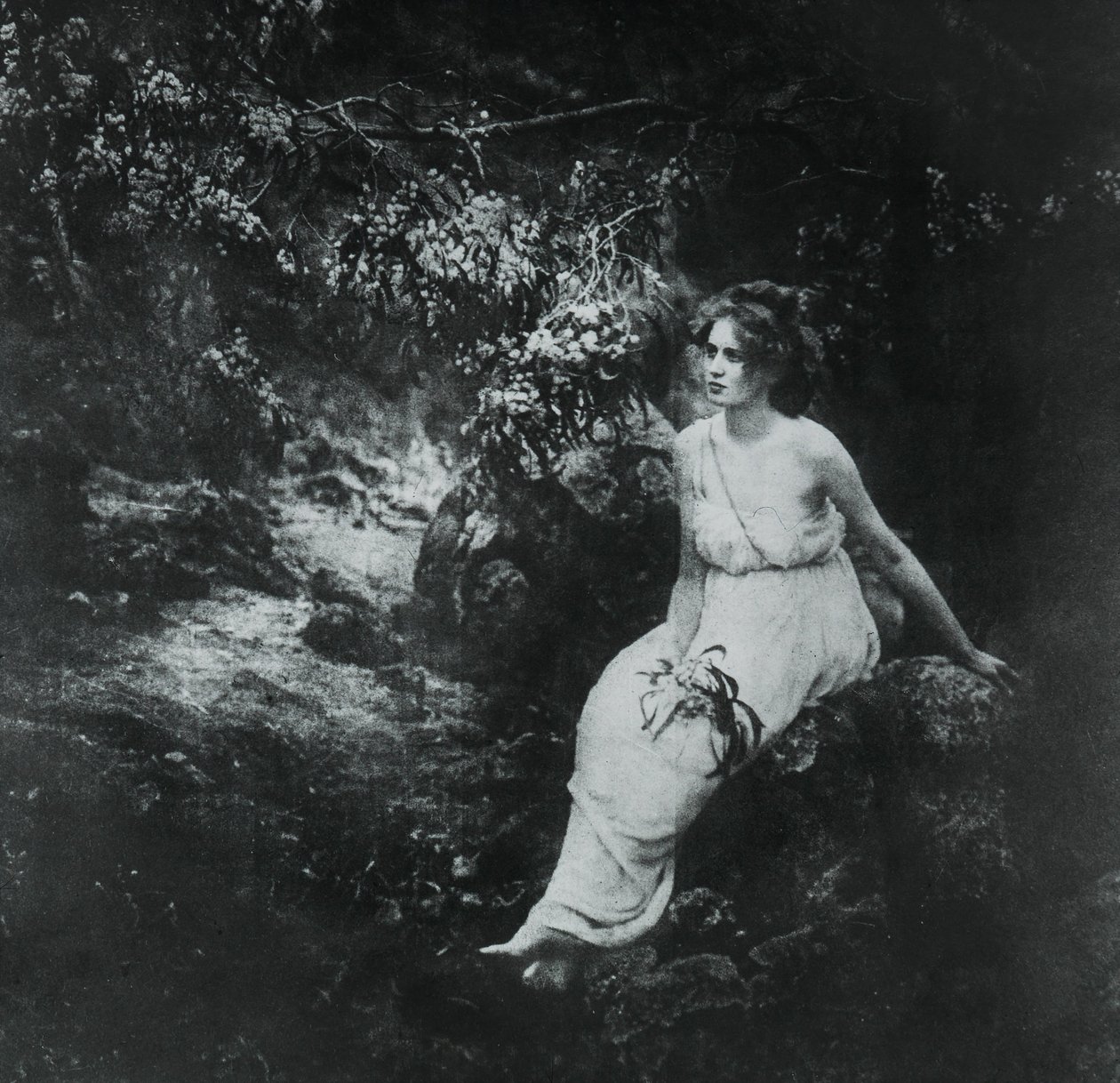 Pobřežní proutí, Acacia longifolia od Archibald James Campbell