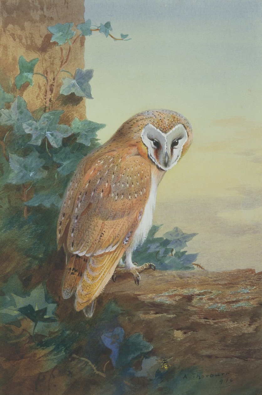Sova pálená, 1916 (akvarel na papíře) od Archibald Thorburn