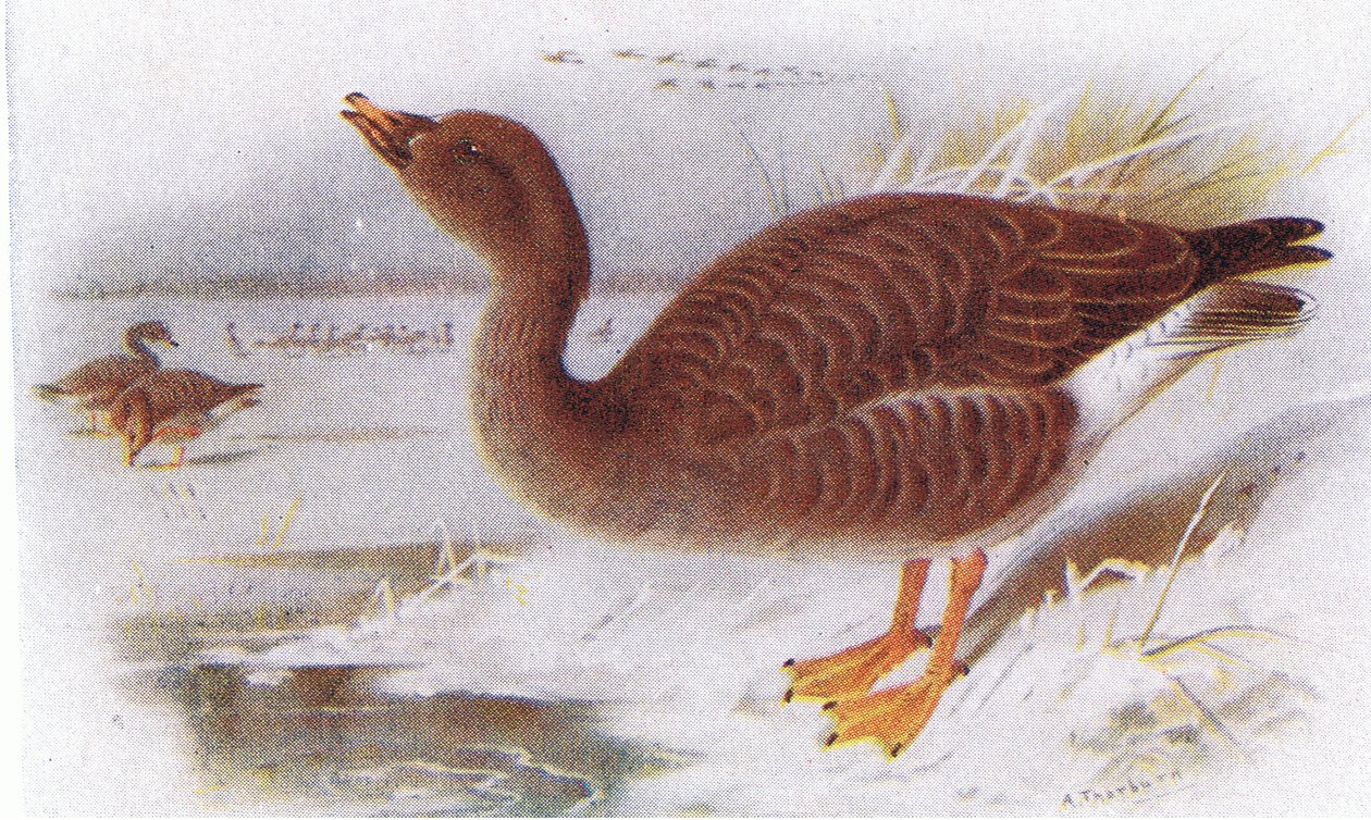 Bean Husa od Archibald Thorburn