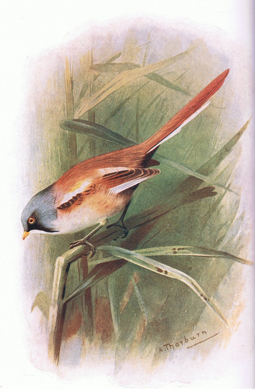 Bearded Titmouse, z British Birds vydané Longmansem, 1932 od Archibald Thorburn