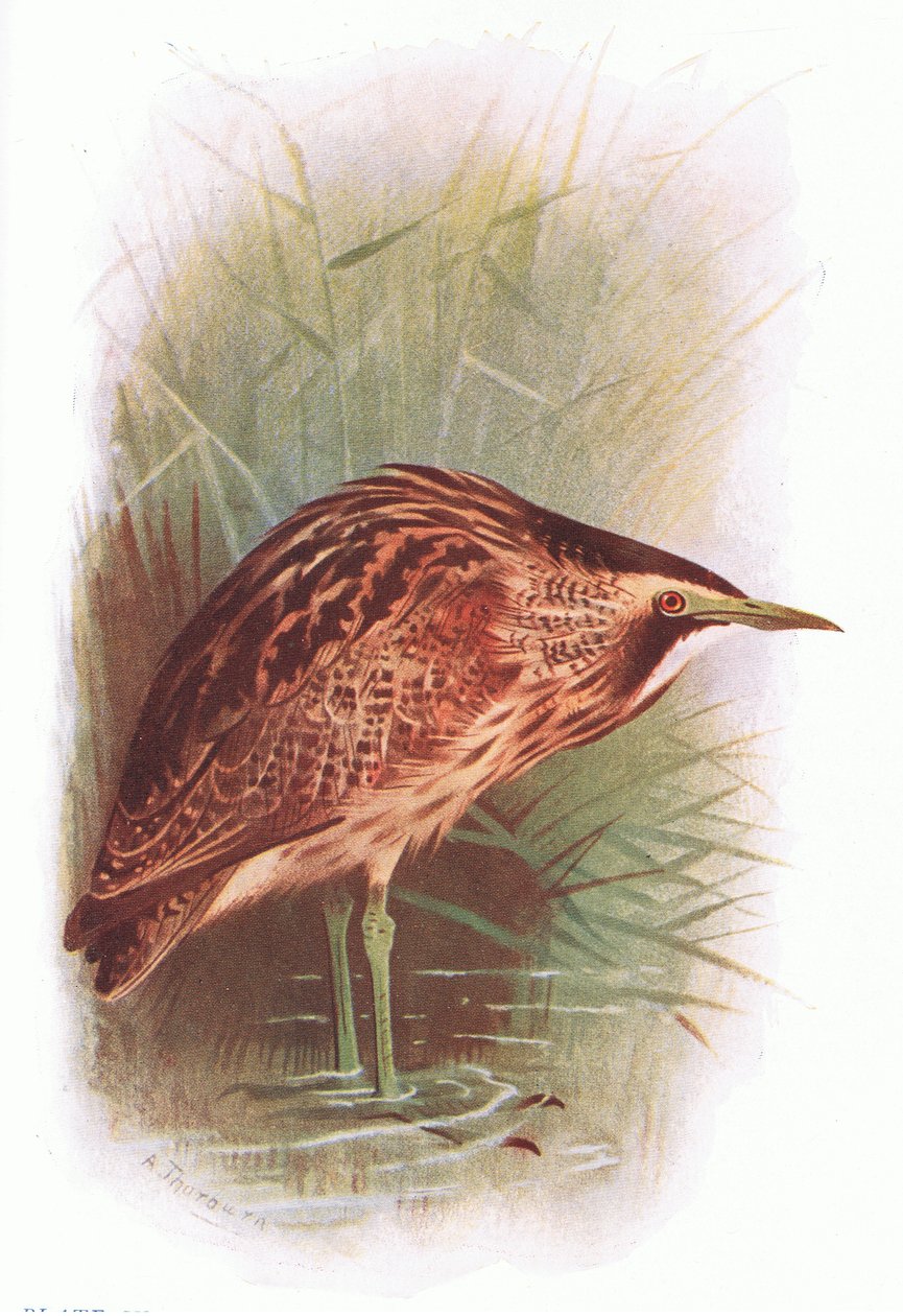 Bittern, z British Birds publikoval Longmans, 1932 od Archibald Thorburn