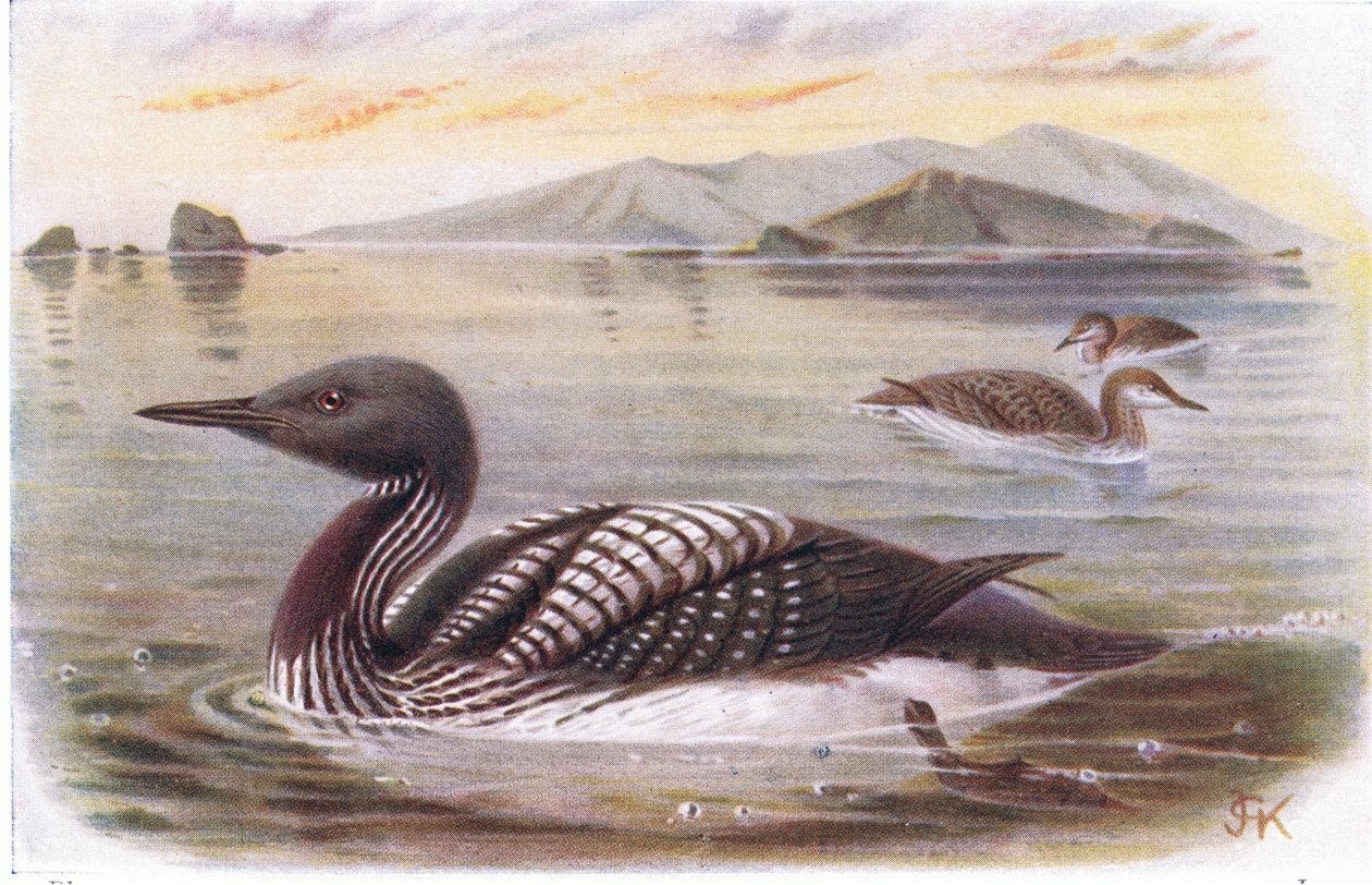 Black Throated Diver od Archibald Thorburn