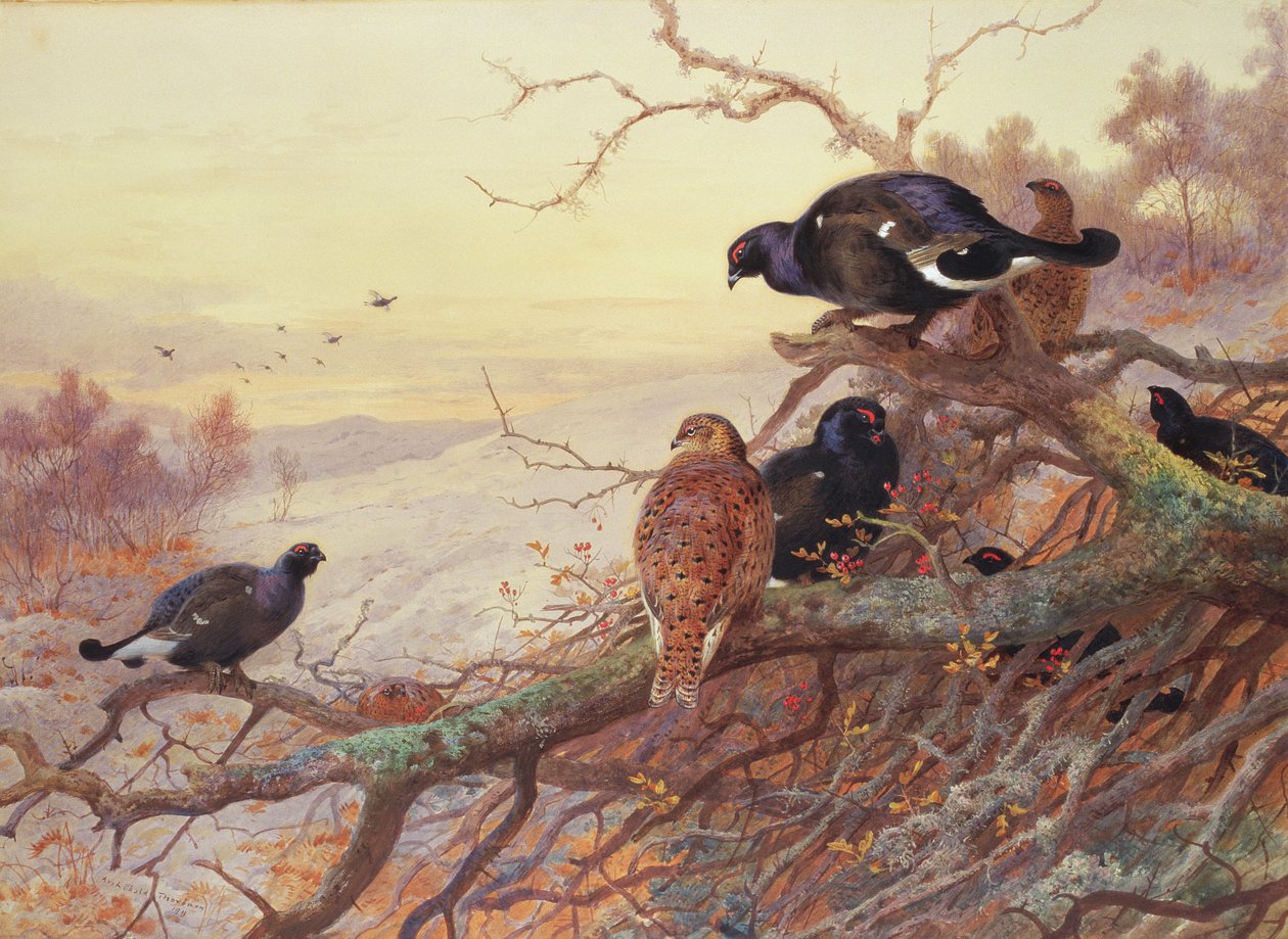 Blackgame v zimě od Archibald Thorburn