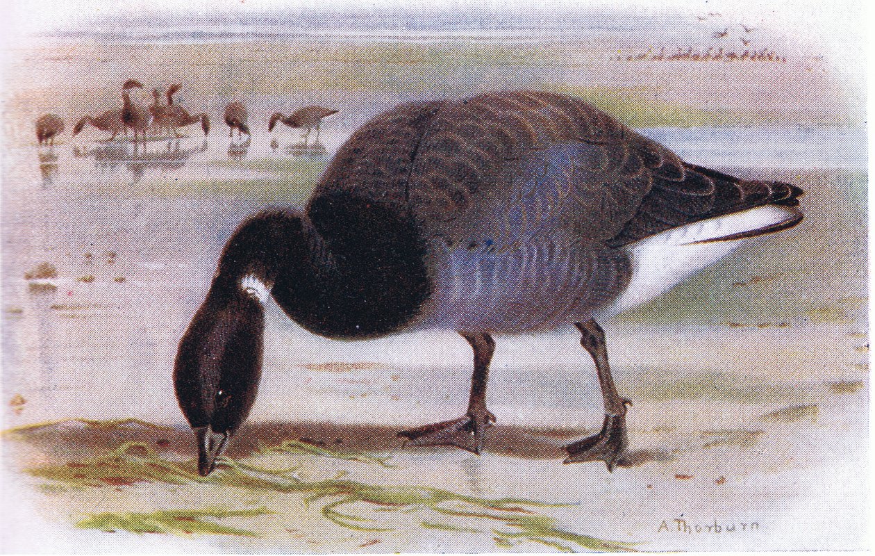Brent Goose od Archibald Thorburn