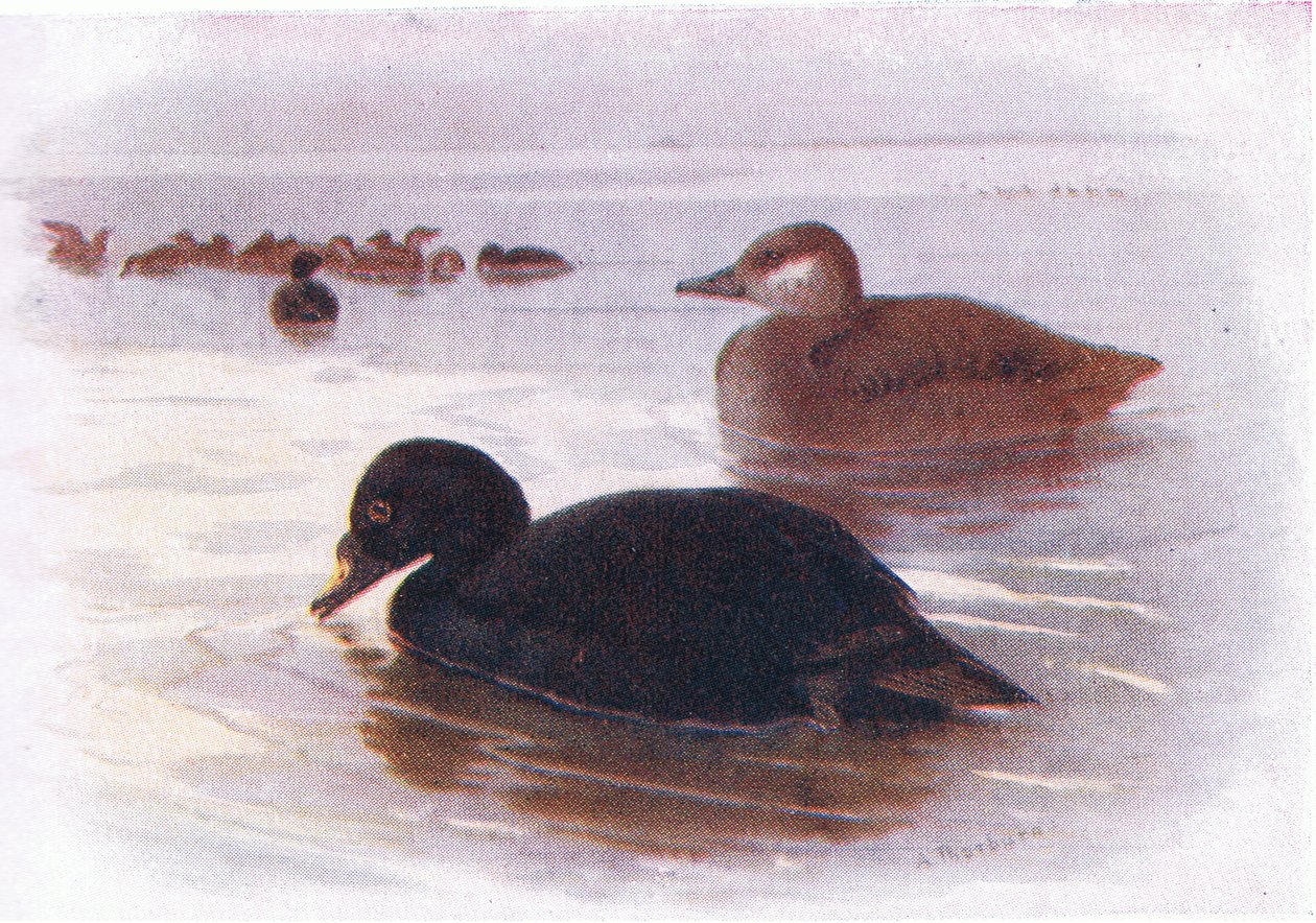 Scoter obecný od Archibald Thorburn