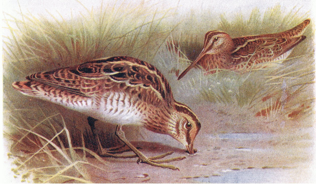 Snipe obecná, z Birds of the British Isles and Their Eggs vydané Frederick Warne & Co Ltd, 1958 od Archibald Thorburn