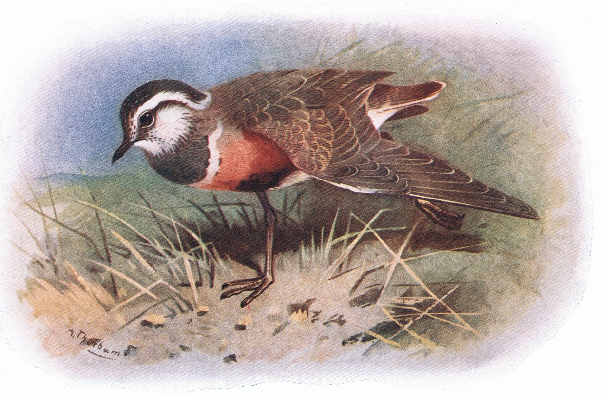 Dotterell, z British Birds vydané Longmansem, 1932 od Archibald Thorburn