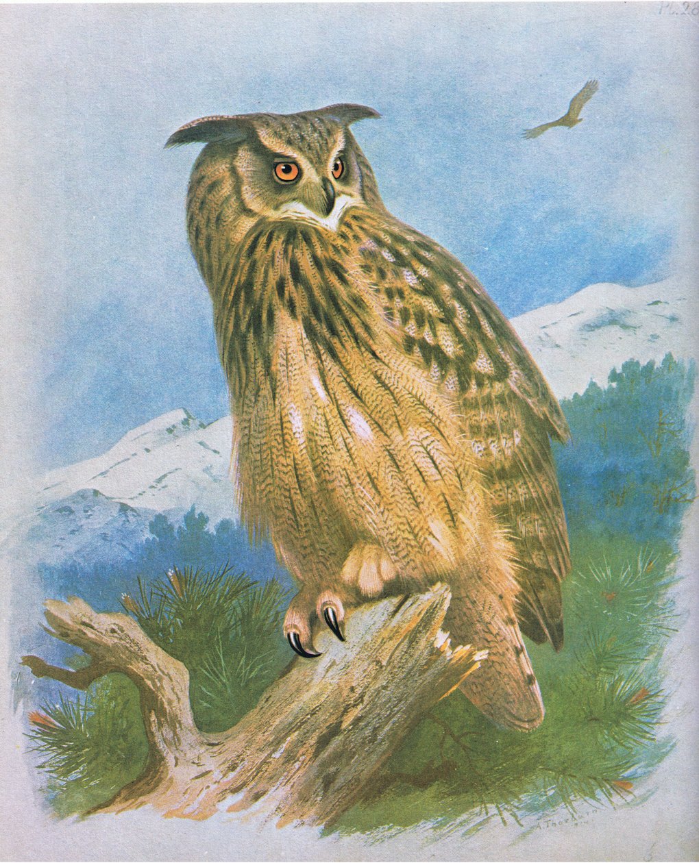 Výr, hospoda. od Book Club Associates, 1972 od Archibald Thorburn