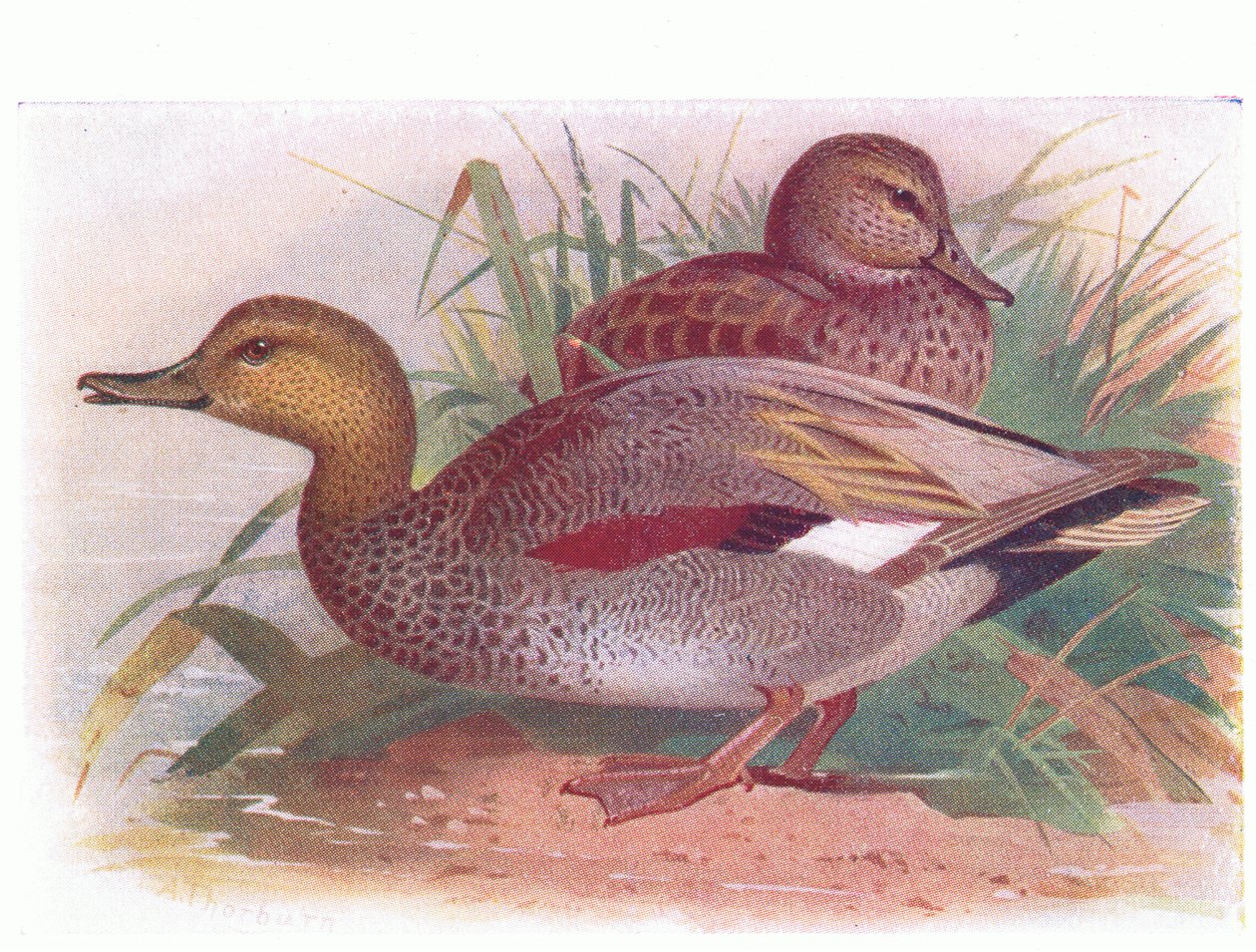 Gadwall od Archibald Thorburn
