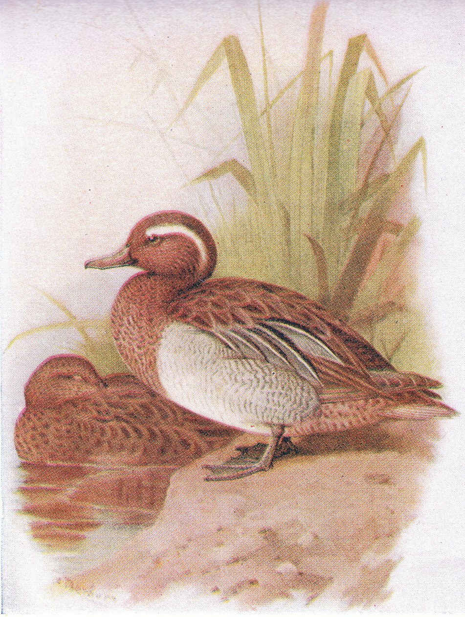 Garganey od Archibald Thorburn