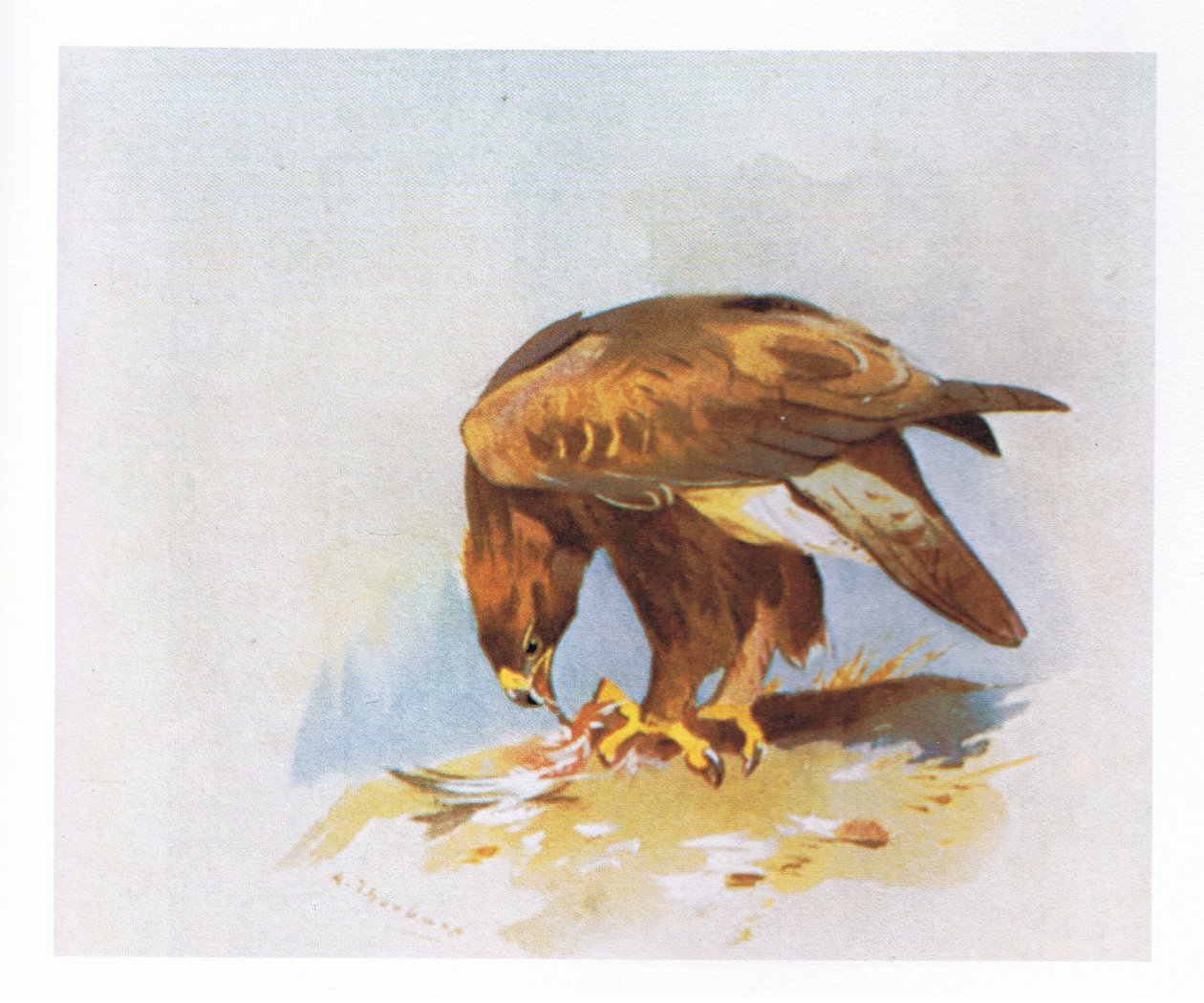 Studie Golden Eagle, nakladatelství Book Club Associates, 1972 od Archibald Thorburn