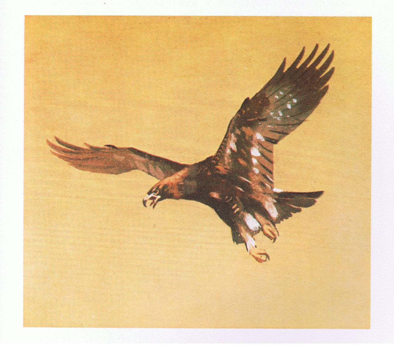 Studie Golden Eagle, nakladatelství Book Club Associates, 1972 od Archibald Thorburn