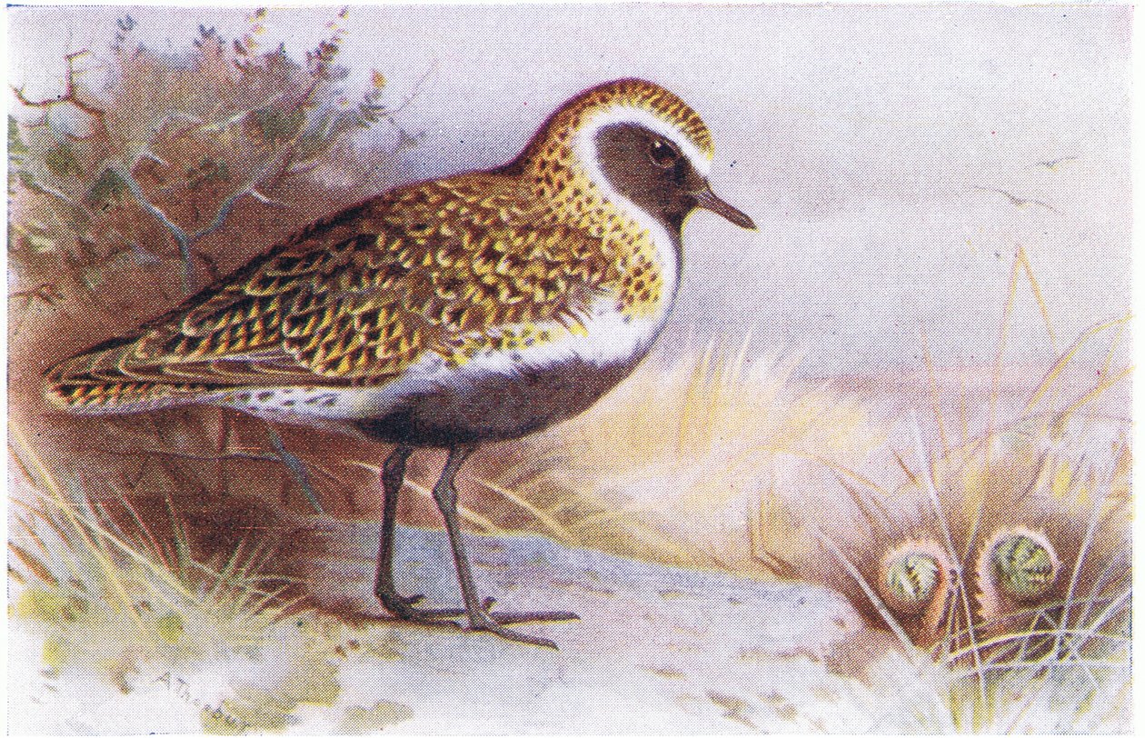 Kulík zlatý, z Birds of the British Isles and Their Eggs vydal Frederick Warne & Co Ltd, 1958 od Archibald Thorburn