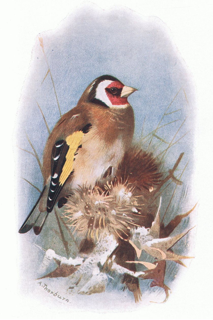 Stehlík, z British Birds publikoval Longmans, 1932 od Archibald Thorburn