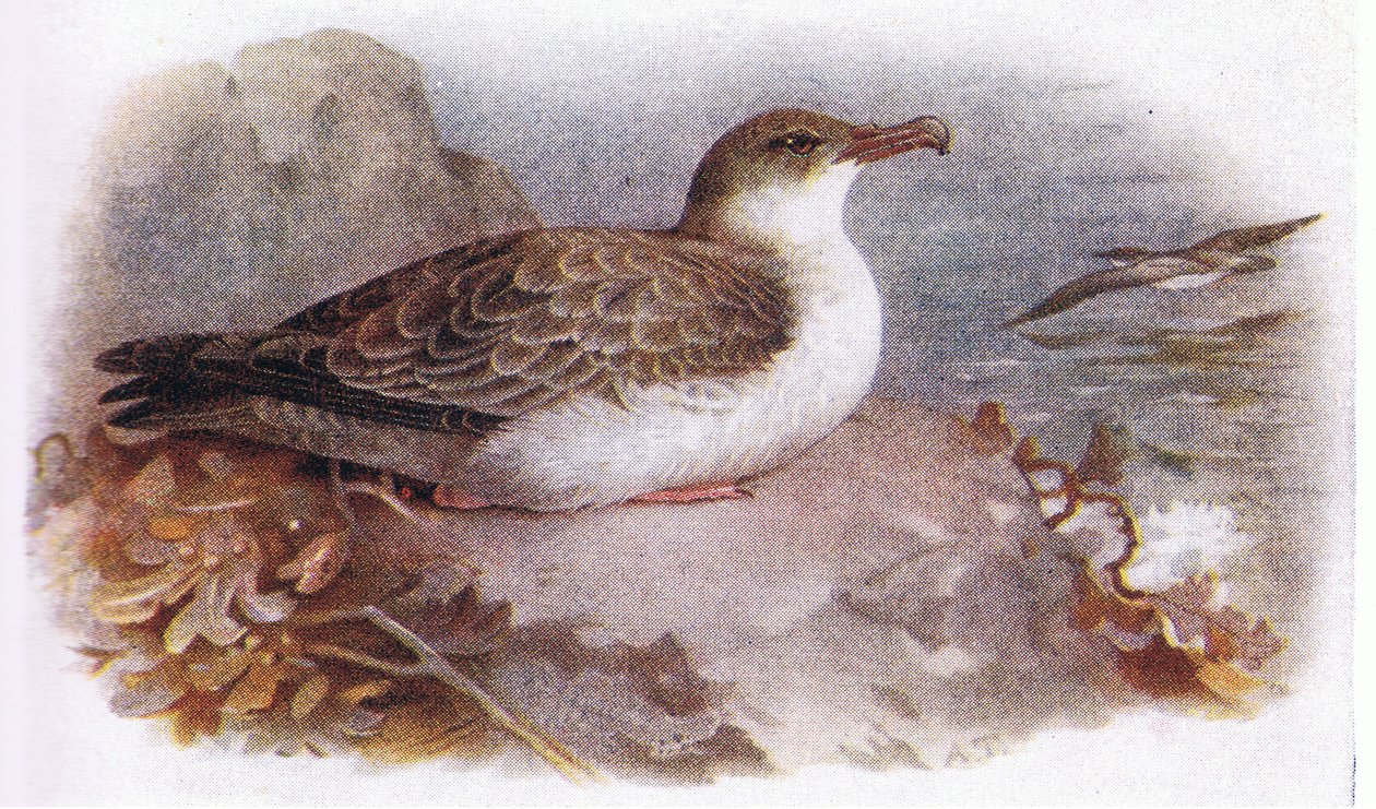 Velká Shearwater od Archibald Thorburn