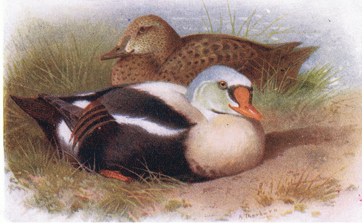 Král Eider od Archibald Thorburn