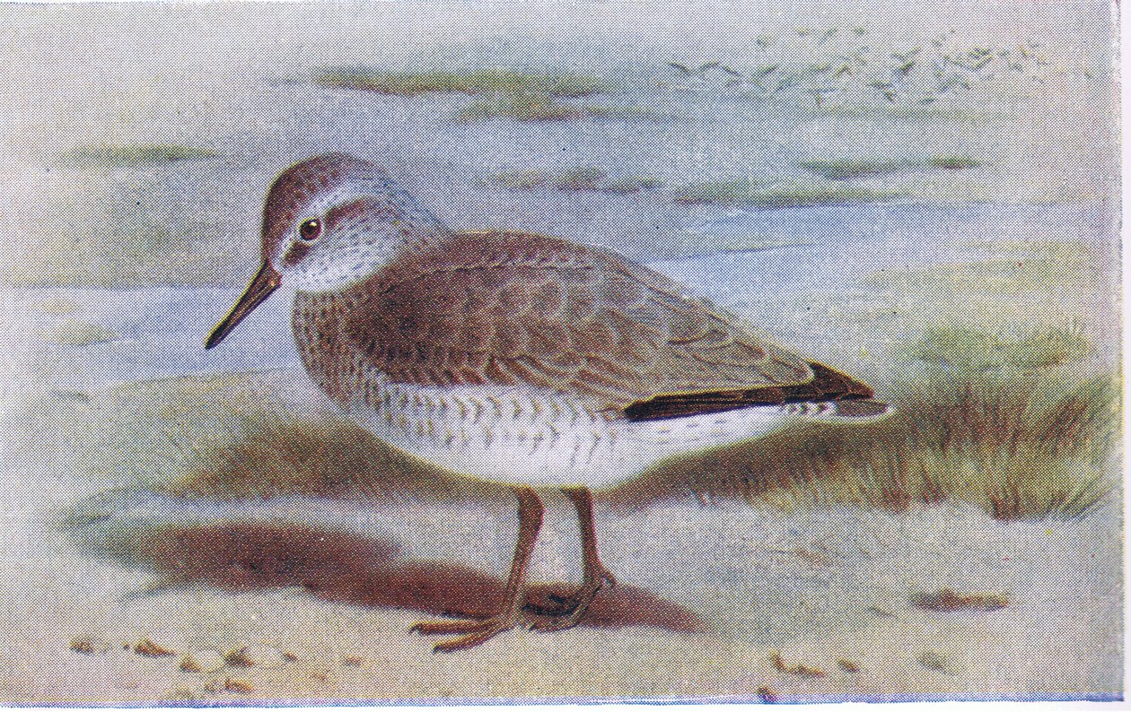 Knot, z Birds of the British Isles and Their Eggs vydané Frederick Warne & Co Ltd, 1958 od Archibald Thorburn