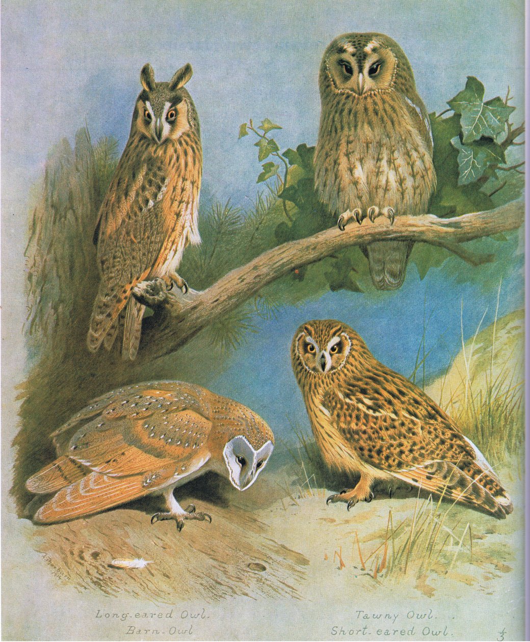 Puštík ušatý, sova pálená, puštík obecný, puštík ušatý, hospoda. od Book Club Associates, 1972 od Archibald Thorburn