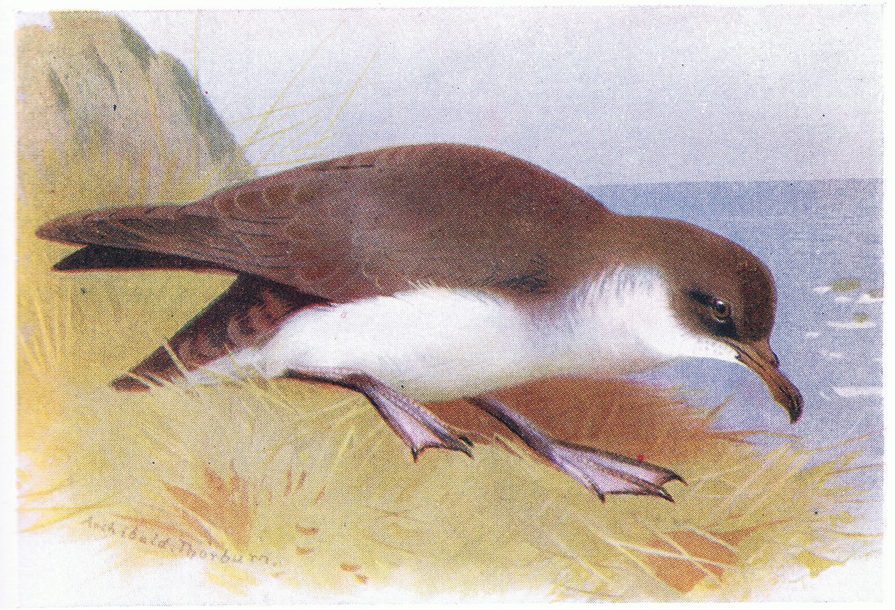 Manx Shearwater od Archibald Thorburn