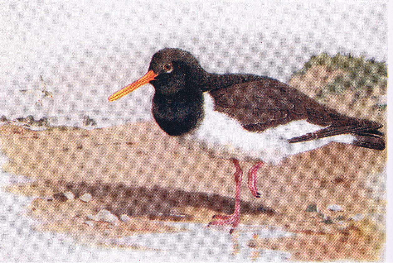 Oyster Catcher, od Birds of the British Isles and Their Eggs vydal Frederick Warne & Co Ltd, 1958 od Archibald Thorburn
