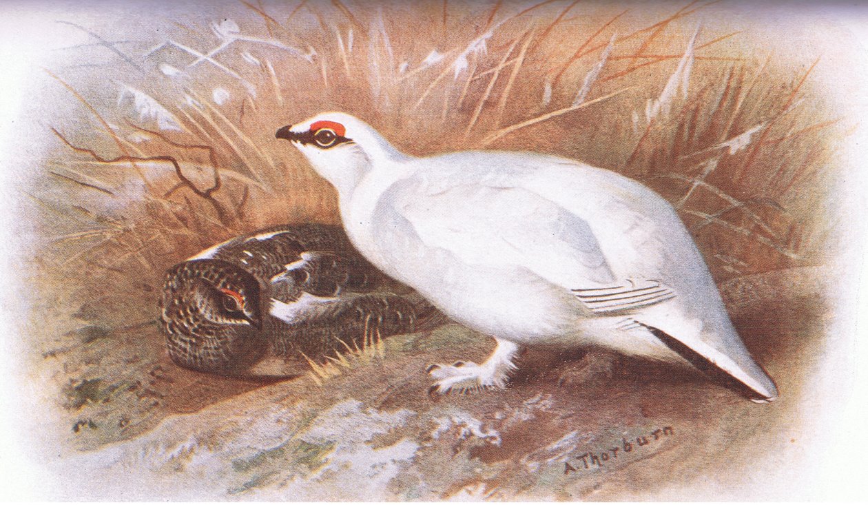 Ptarmigan, z British Birds publikoval Longmans, 1932 od Archibald Thorburn