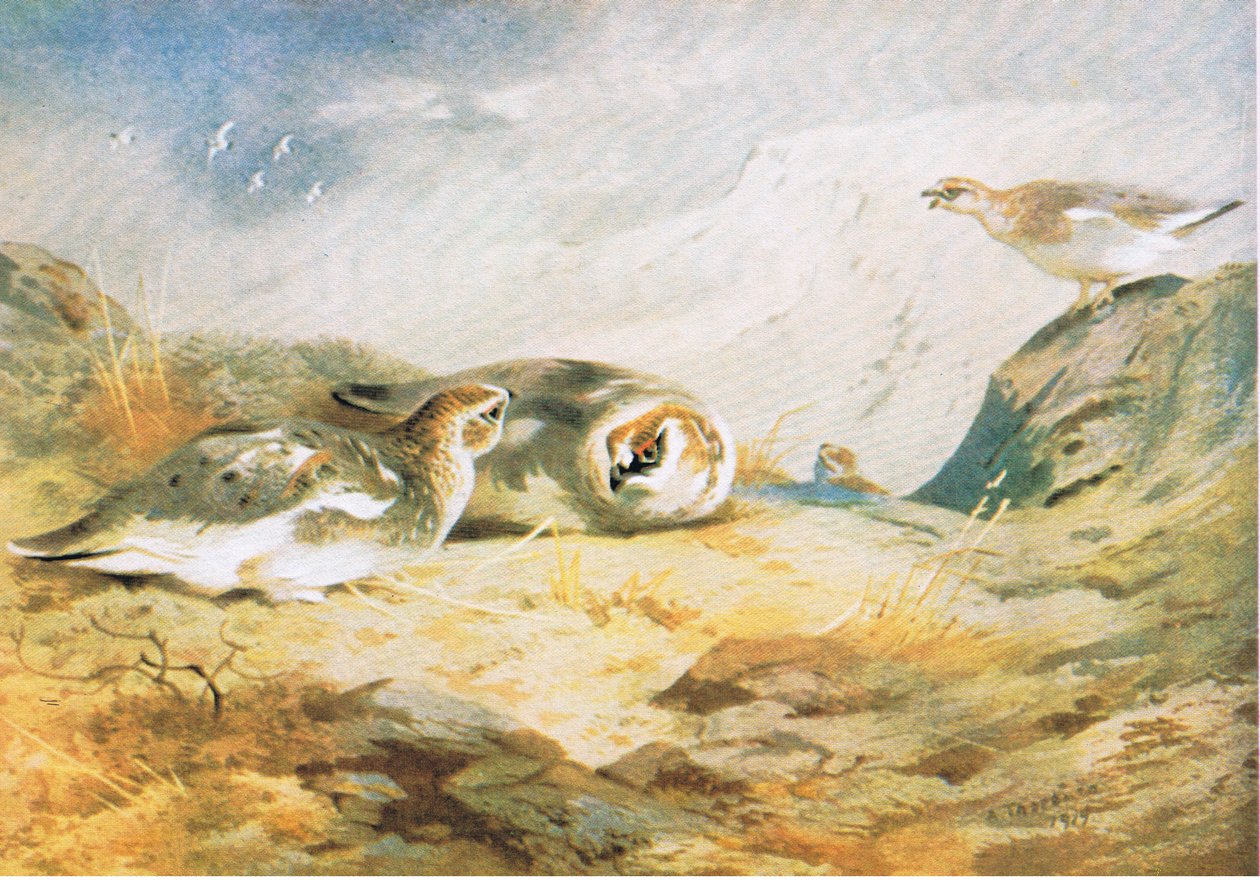 Ptarmigan, hospoda. od Book Club Associates, 1972 od Archibald Thorburn