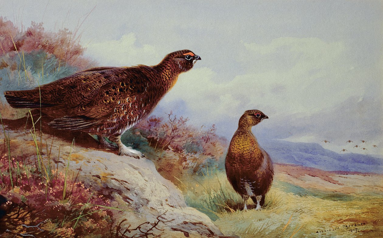 Tetřev na Mooru, 1917 od Archibald Thorburn