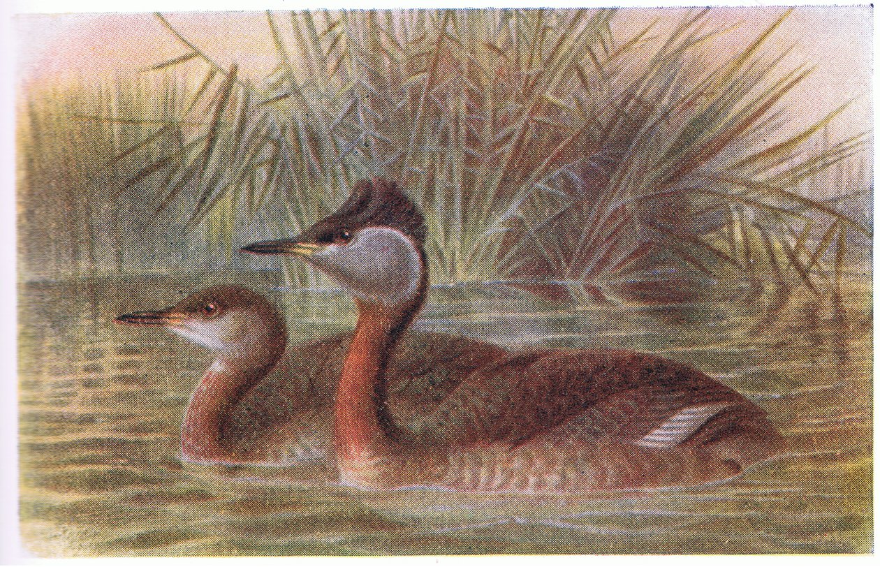 Potápka rudokrká od Archibald Thorburn