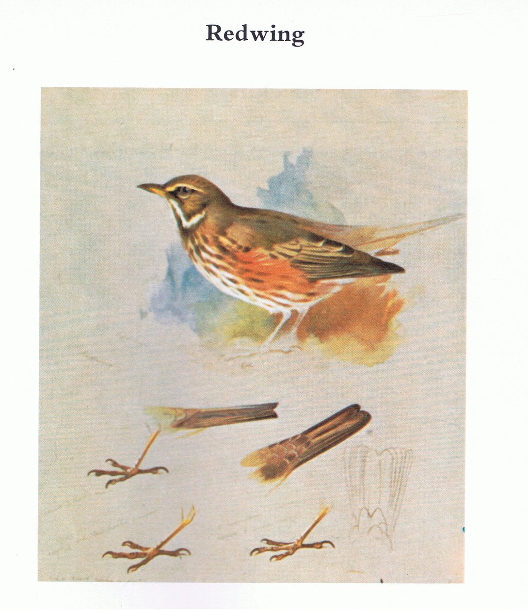 Redwing, nakladatelství Book Club Associates, 1972 od Archibald Thorburn