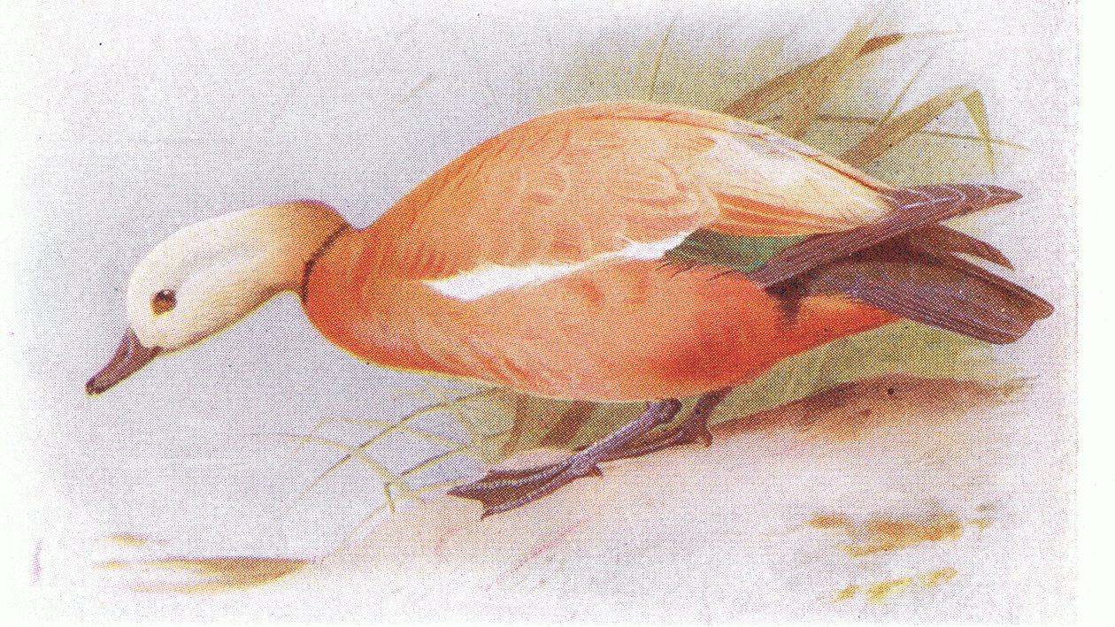 Ruddy Shelduck od Archibald Thorburn