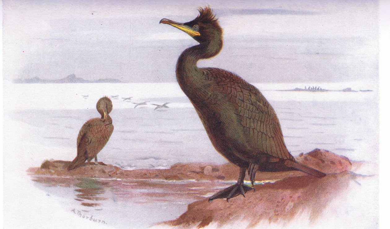 Shag od Archibald Thorburn