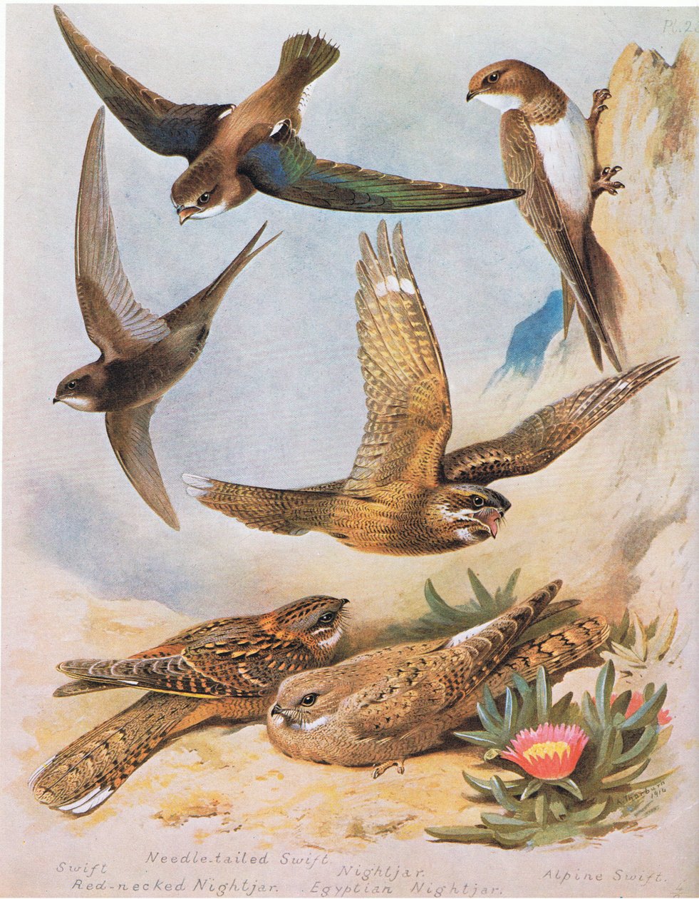 Swift, Needle tail Swift, Red Necked Nightjar, Nightjar, Egyptian Nightjar, Alpine Swift, pub. od Book Club Associates, 1972 od Archibald Thorburn