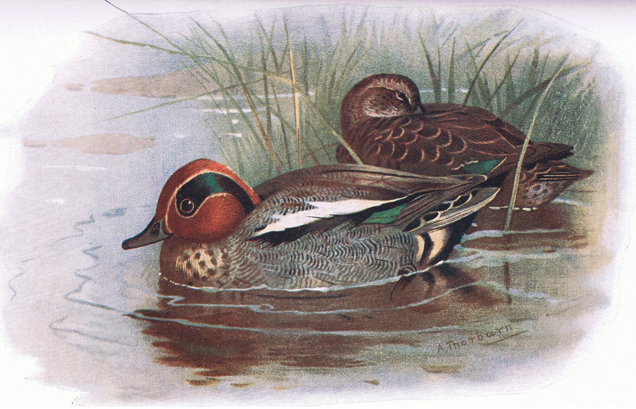 Teal, z British Birds vydané Longmansem, 1932 od Archibald Thorburn