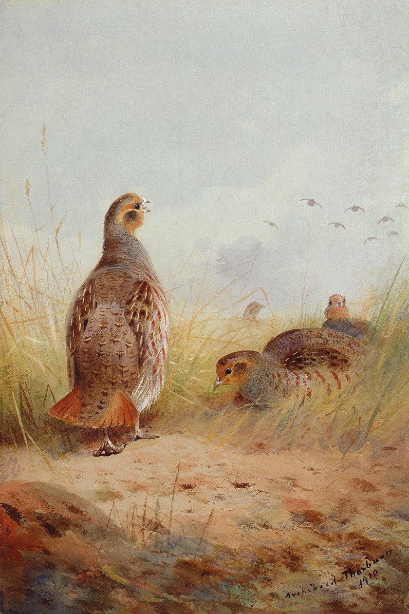 Three English Partidge, 1910 (wc und kvaš na papíře) od Archibald Thorburn