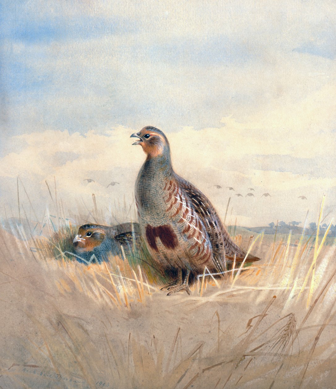 Dvě anglické koroptve, 1903 (wc und kvaš na papíře) od Archibald Thorburn
