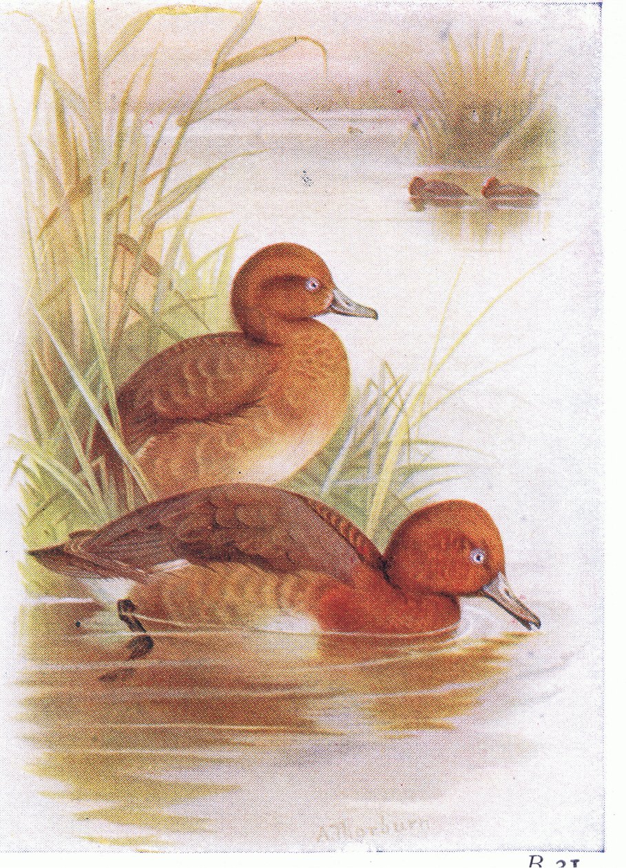 White Eyed Pochard od Archibald Thorburn