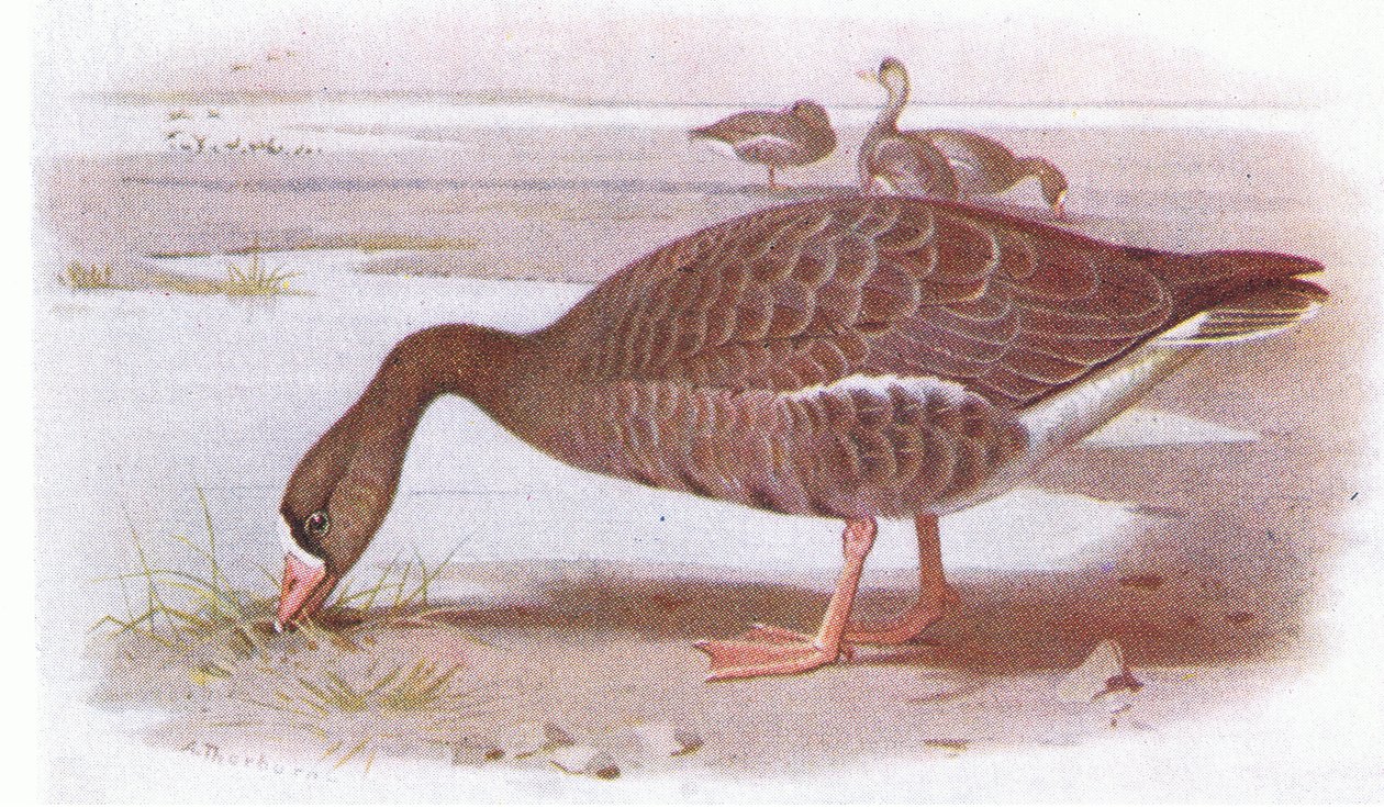 Bílá husa přední od Archibald Thorburn