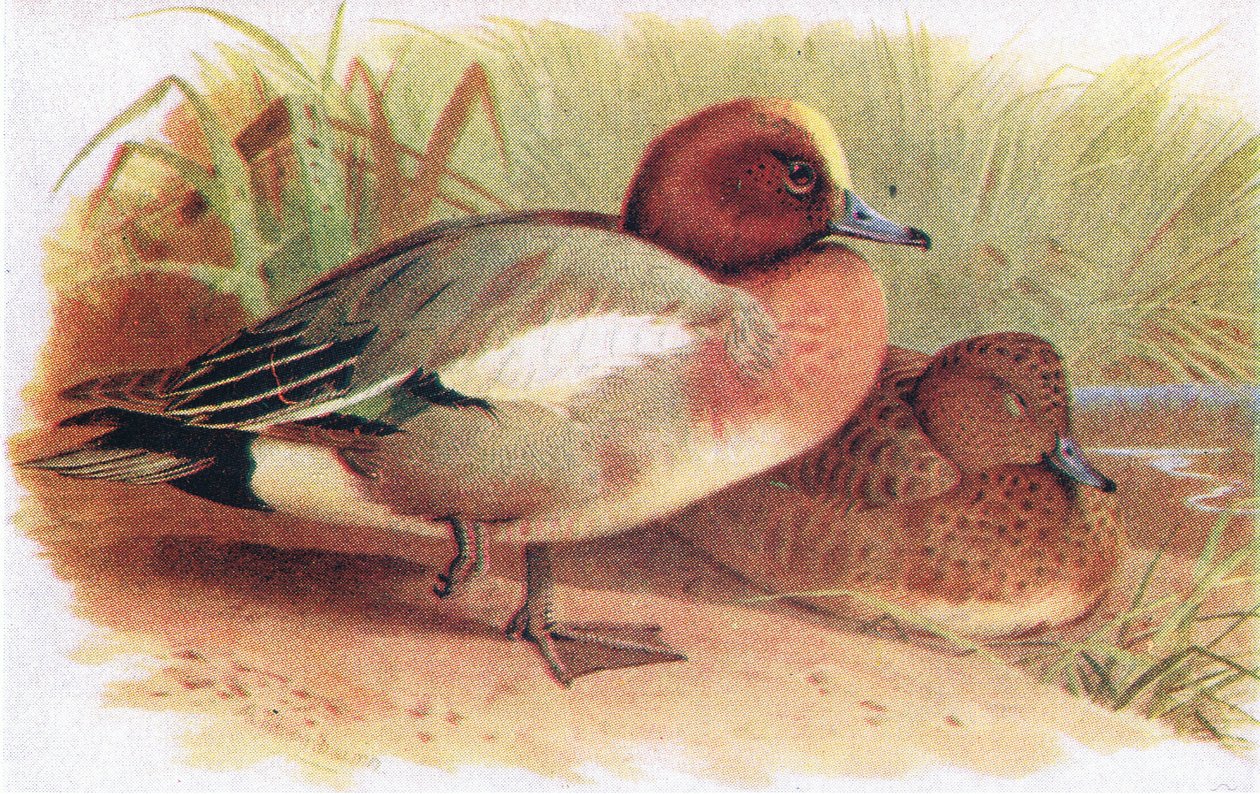 Wigeon od Archibald Thorburn