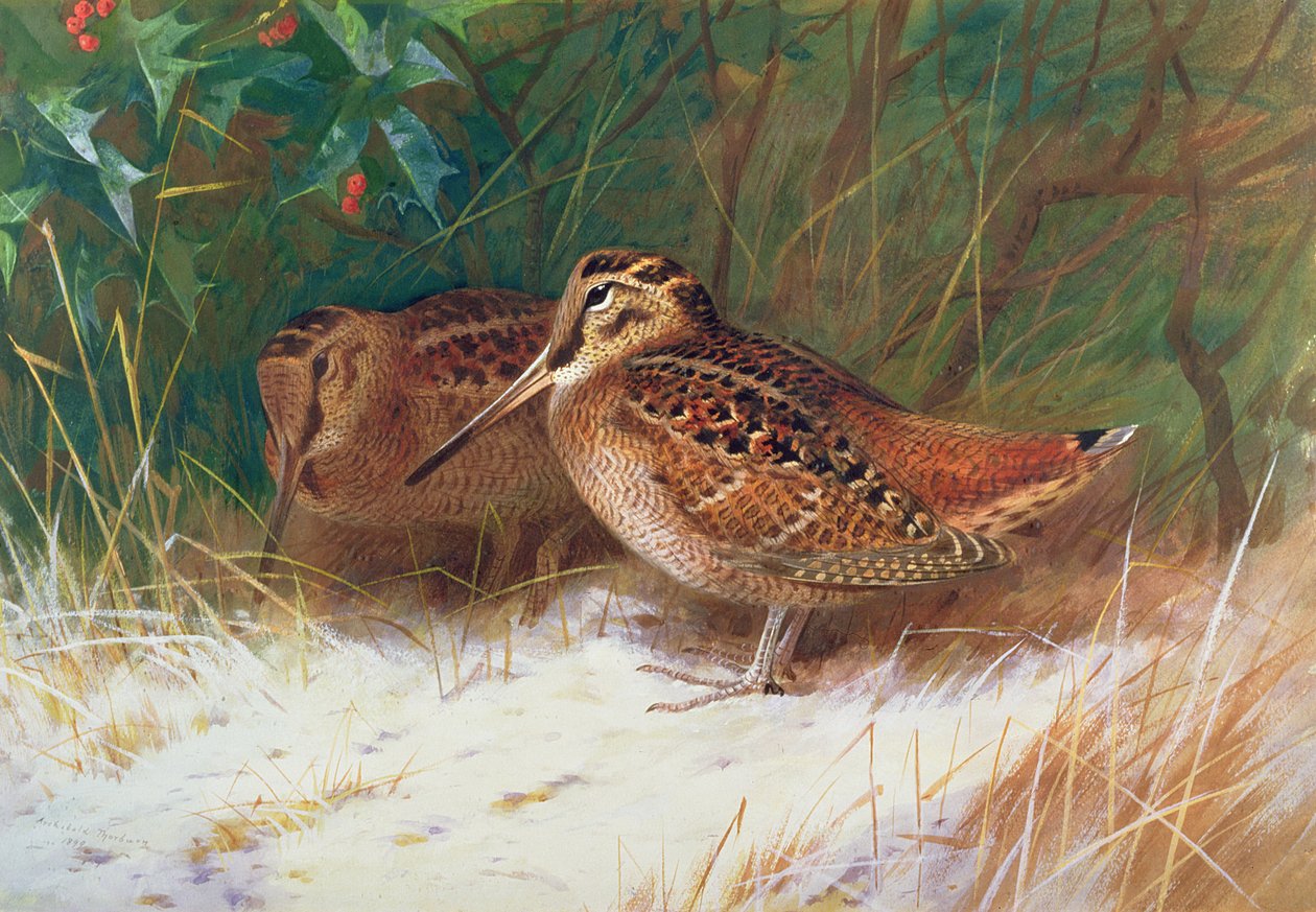 Sluka lesní v podrostu od Archibald Thorburn