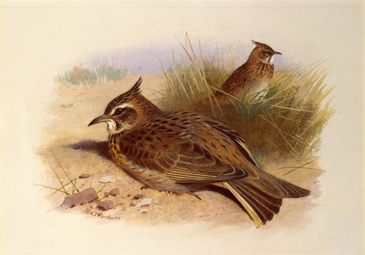 Skřivan chocholatý, Britští ptáci od Archibald Thorburn