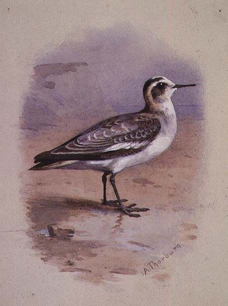 Šedý phalarope (akvarel) od Archibald Thorburn