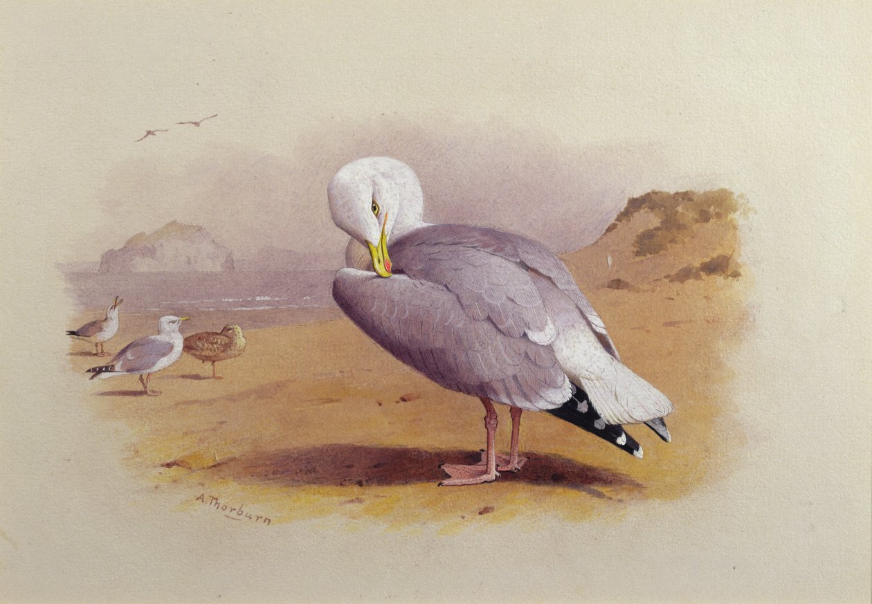 Racek na pláži s basovou skálou (akvarel) od Archibald Thorburn