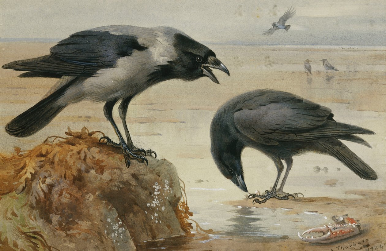 Vrána kapucínka a vrána mršinová od Archibald Thorburn