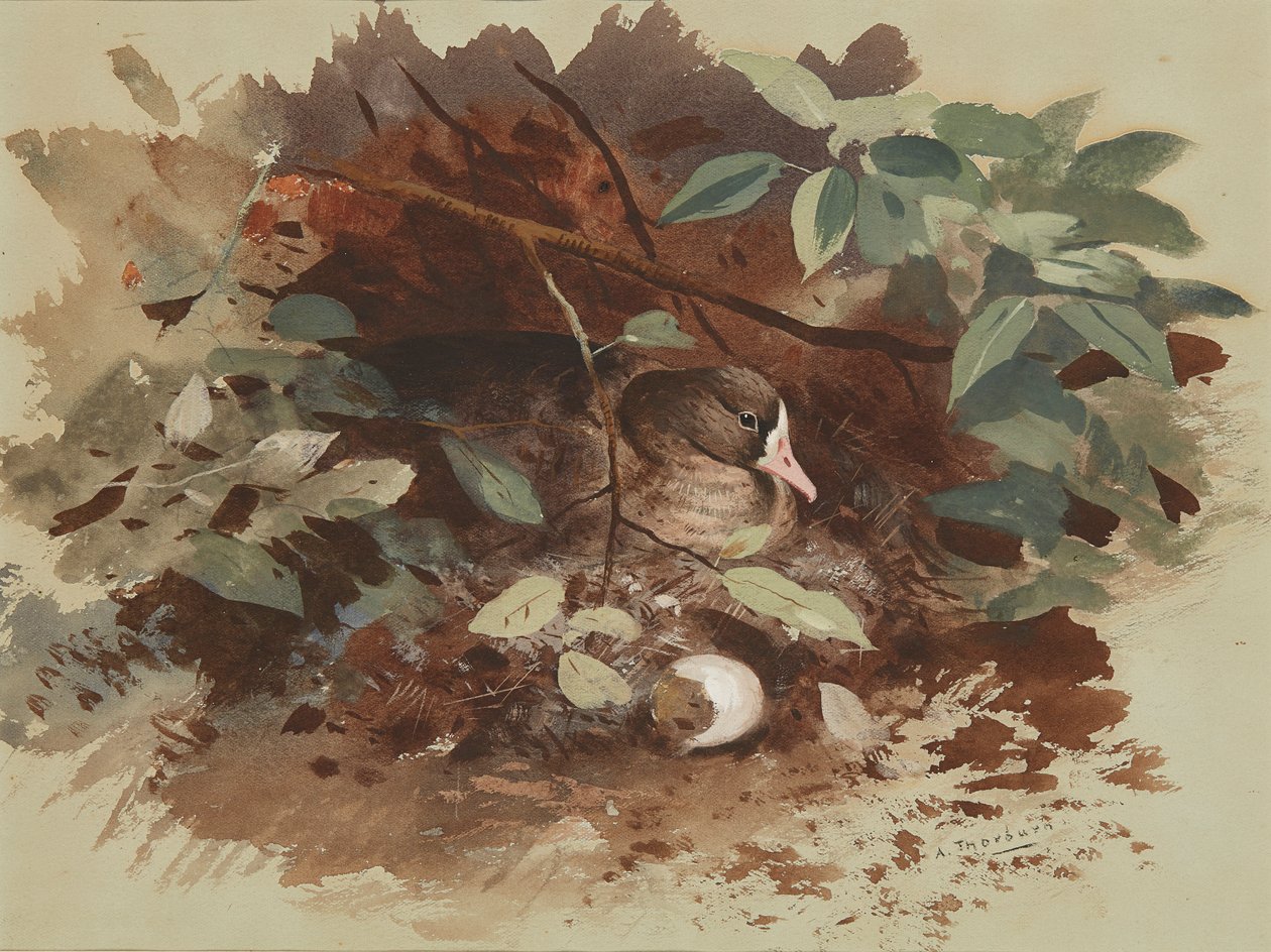 Hnízdící husa (akvarel na modrém papíře) od Archibald Thorburn