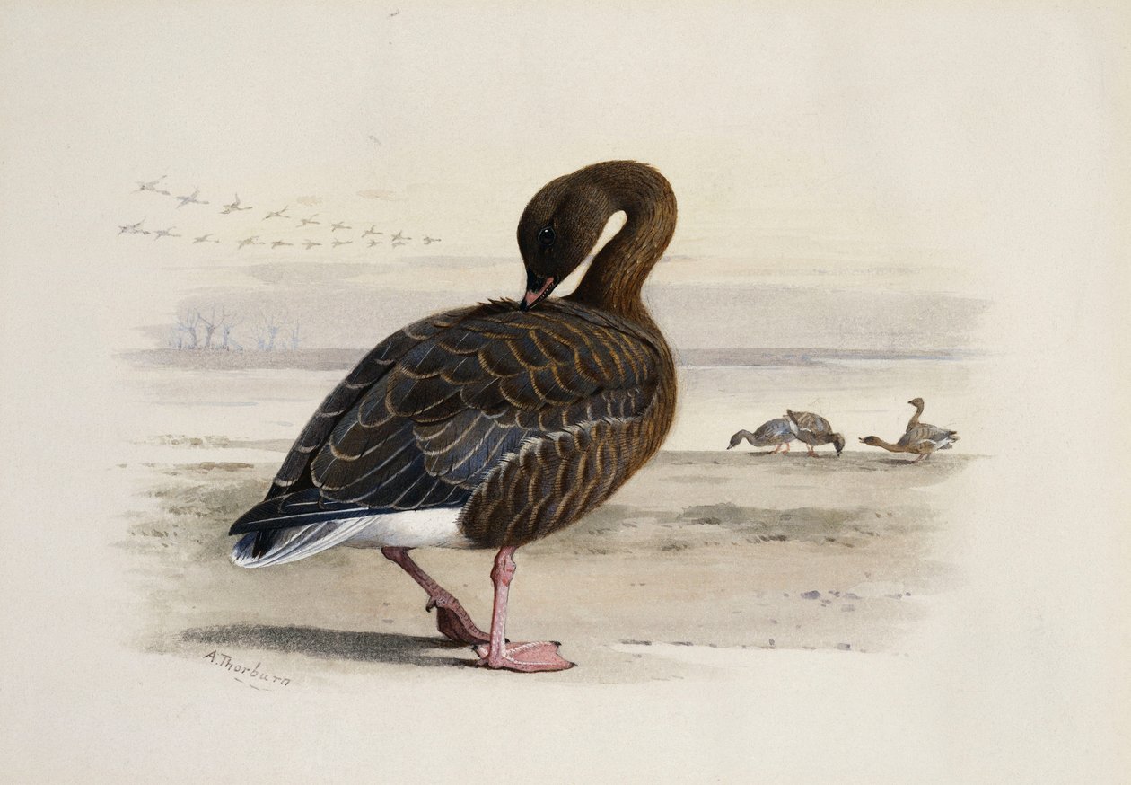 Husa růžová od Archibald Thorburn